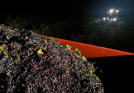 World wine output to fall to lowest in 60 years